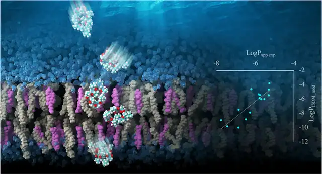 Membrane permeability